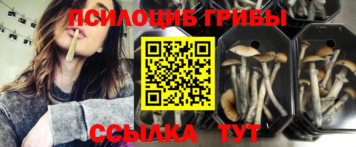 как найти закладки  Псилоцибиновые грибы GOLDEN TEACHER  Вход с VPN  Тихвин 
